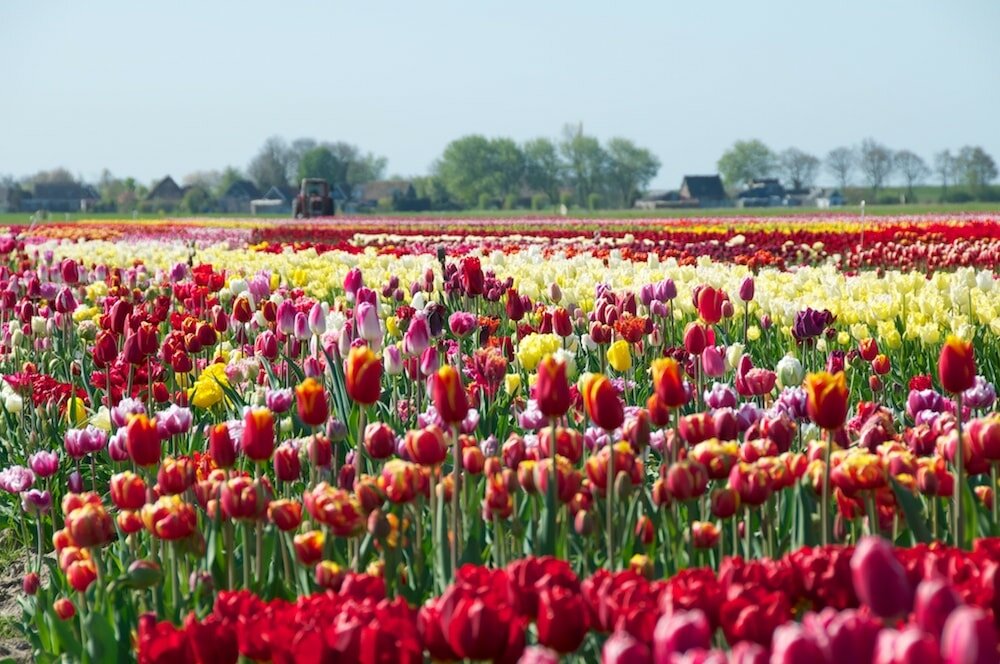 Tulpenveld, met vele verschillende tulpen (bij Venhuizen)